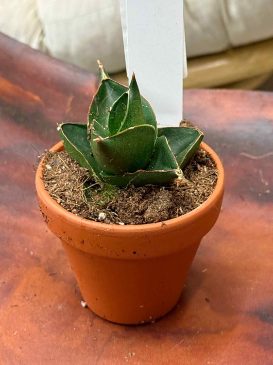 sansewieria Sansevieria Opera House  (2).jpeg