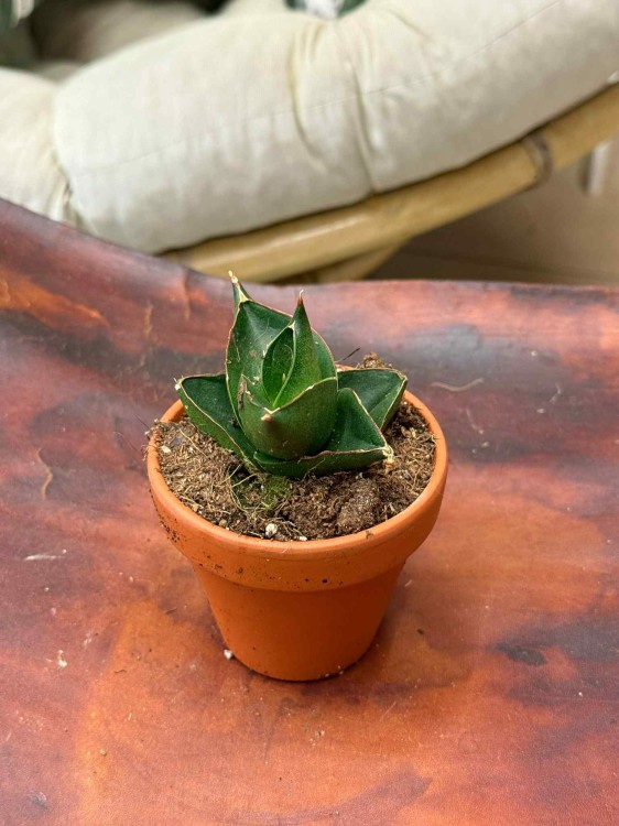 sansewieria Sansevieria Opera House  (3).jpeg