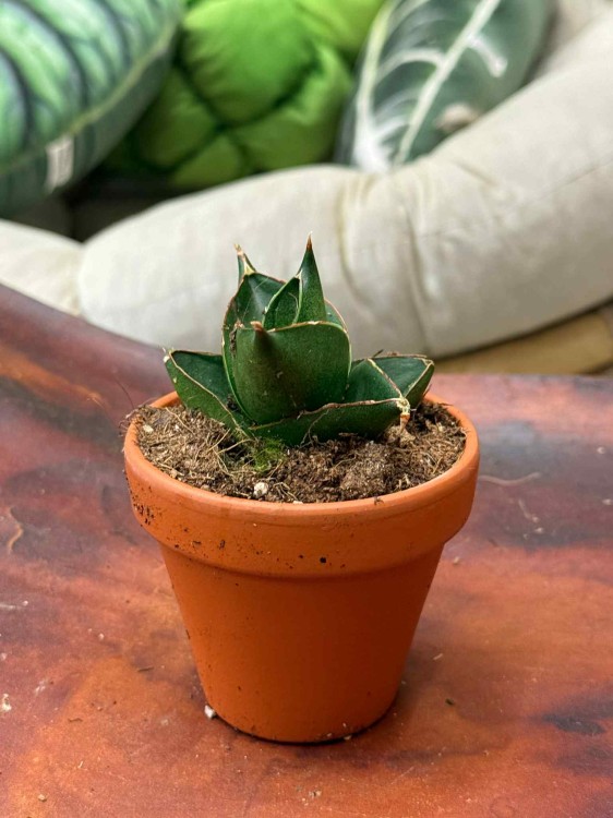 sansewieria Sansevieria Opera House  (1).jpeg