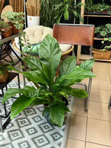anthurium jungle bush (2).jpeg