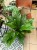 anthurium jungle bush (4).jpeg