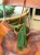Anthurium pallidiflorum  (2).jpeg