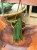 Anthurium pallidiflorum  (5).jpeg