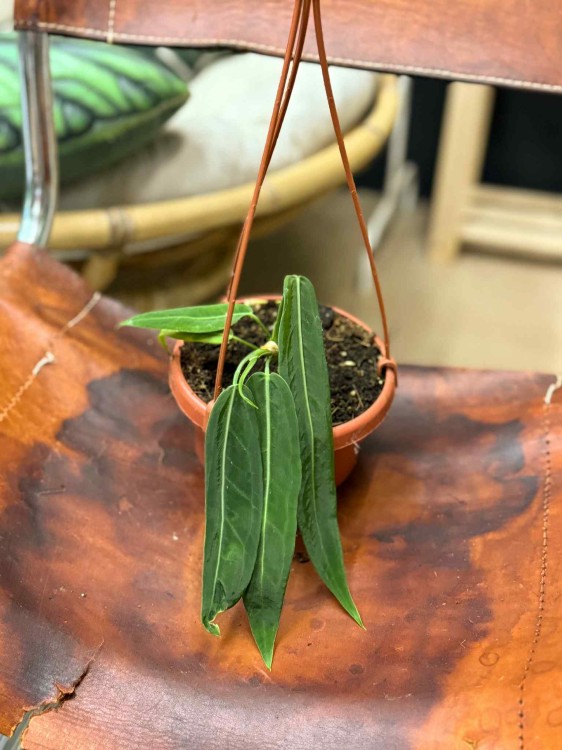 Anthurium pallidiflorum  (5).jpeg