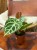 Anthurium Silver Blush (1).jpeg
