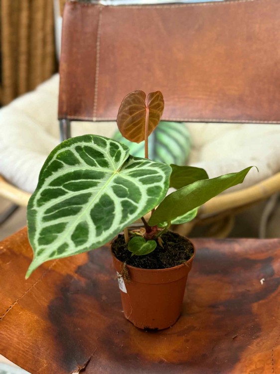 Anthurium Silver Blush (1).jpeg