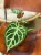 Anthurium Silver Blush (2).jpeg
