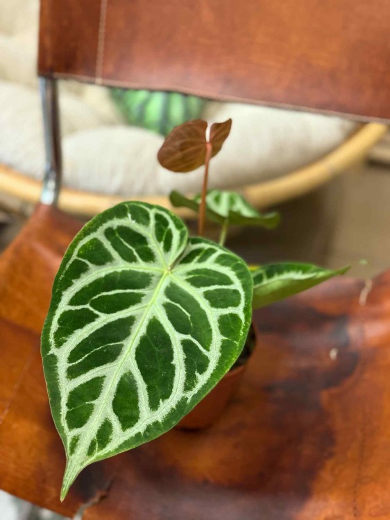 Anthurium Silver Blush (2).jpeg