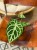 Anthurium Silver Blush (3).jpeg