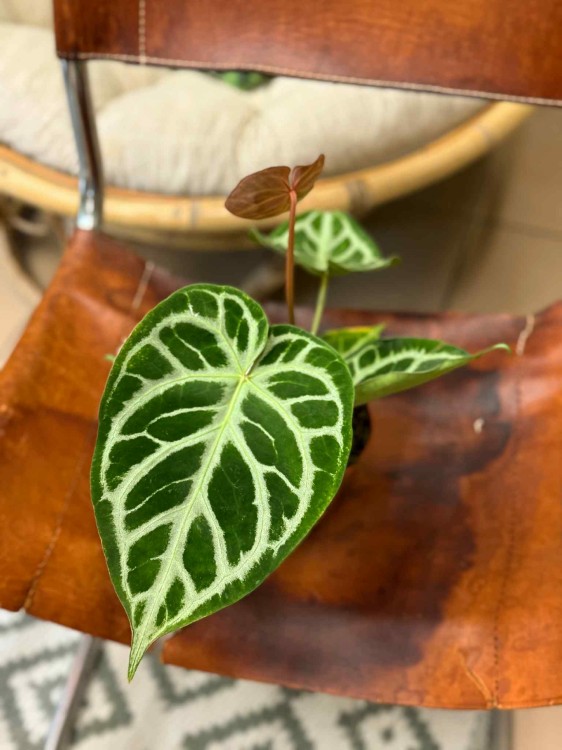 Anthurium Silver Blush (3).jpeg