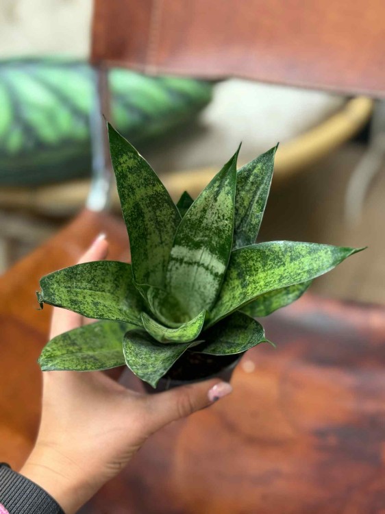 Sansevieria Hahnii  frozen Sansewieria gwinejska  (2).jpeg