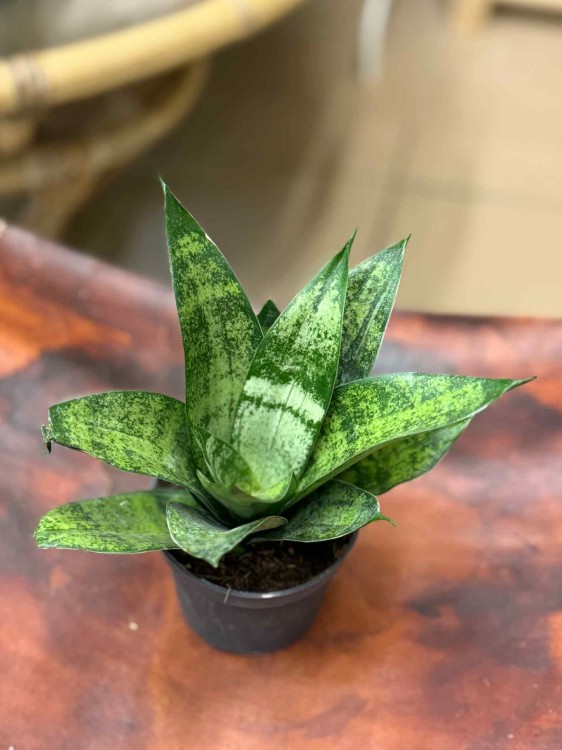 Sansevieria Hahnii  frozen Sansewieria gwinejska  (3).jpeg