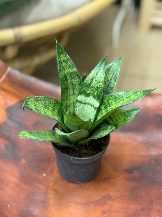 Sansevieria Hahnii  frozen Sansewieria gwinejska  (4).jpeg