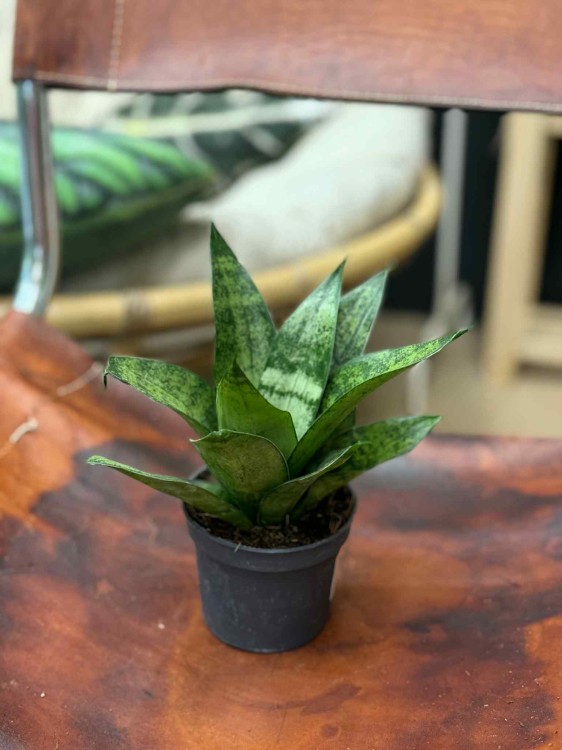 Sansevieria Hahnii  frozen Sansewieria gwinejska  (1).jpeg