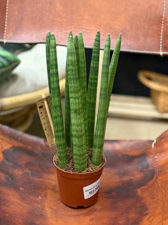 sansewieria cylindryczna Sansevieria cylindrica 'Straight' (2).jpeg