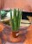 sansewieria cylindryczna Sansevieria cylindrica 'Straight' (1).jpeg
