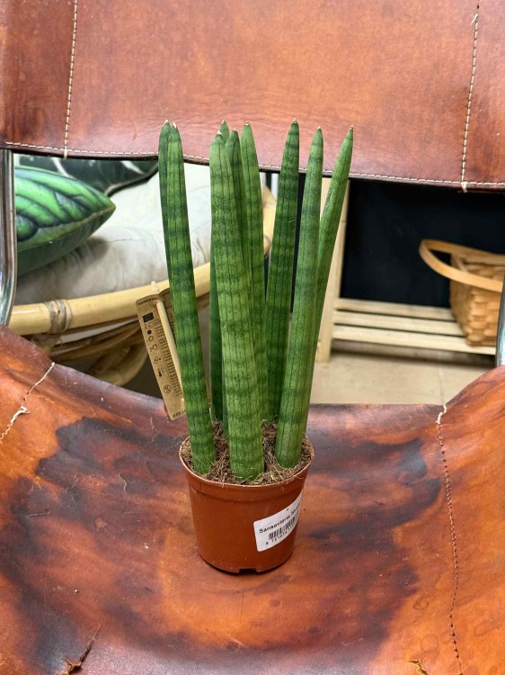 sansewieria cylindryczna Sansevieria cylindrica 'Straight' (1).jpeg