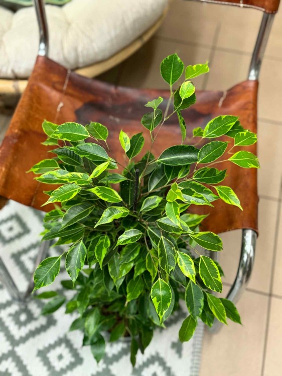 fikus Ficus benjamina Anastasia limonkowy (2).jpeg
