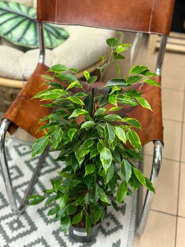 fikus Ficus benjamina Anastasia limonkowy (3).jpeg