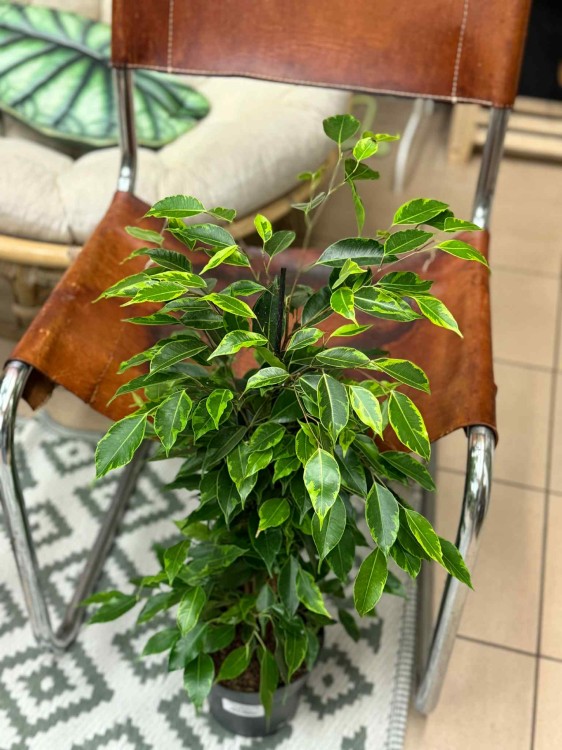 fikus Ficus benjamina Anastasia limonkowy (3).jpeg