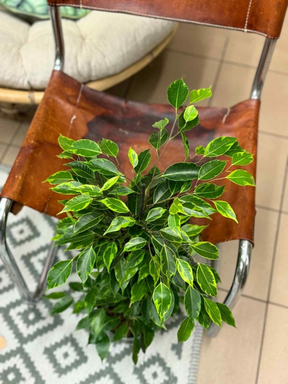 fikus Ficus benjamina Anastasia limonkowy (1).jpeg