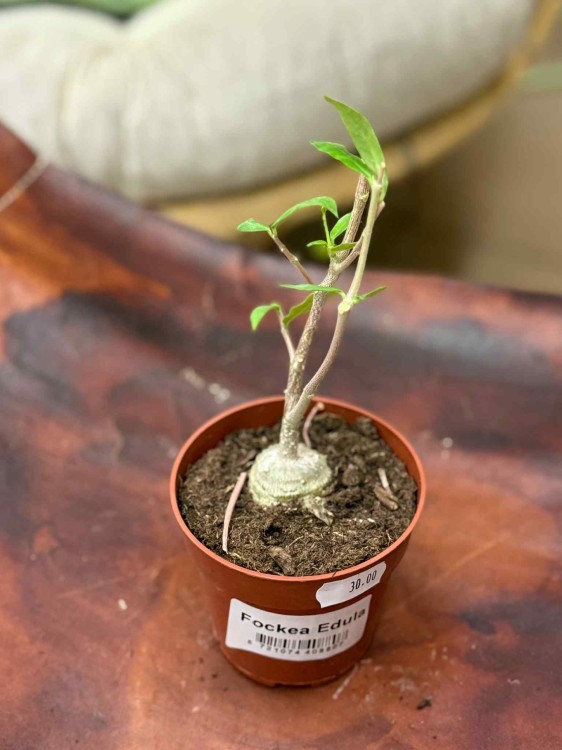 Fockea Edula D (2).jpeg