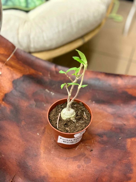 Fockea Edula D (4).jpeg