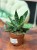 Gasteria Amour (2).jpeg