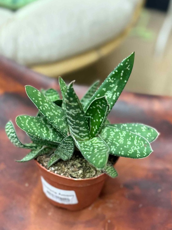 Gasteria Amour (3).jpeg