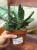 Gasteria Amour (1).jpeg