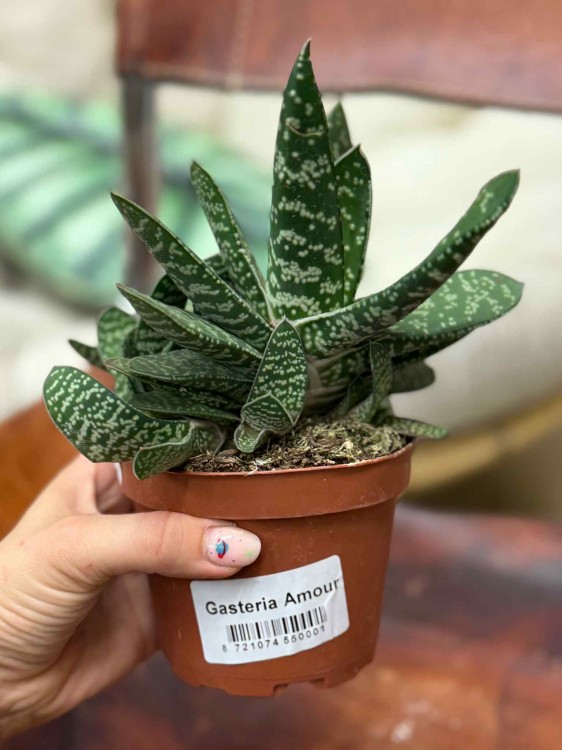 Gasteria Amour (1).jpeg