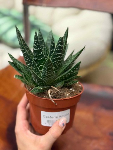 Gasteria Apollo sukulent (2).jpeg