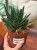 Gasteria Apollo sukulent (3).jpeg