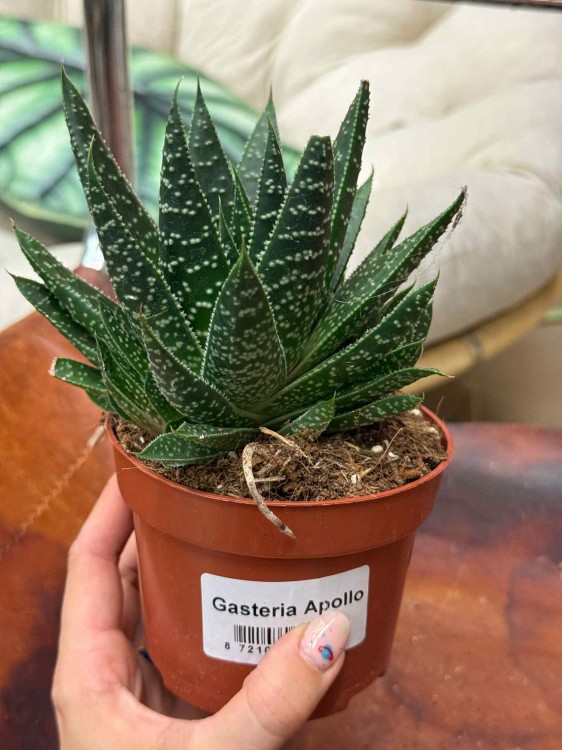 Gasteria Apollo sukulent (3).jpeg