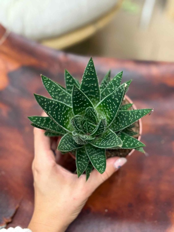 Gasteria Apollo sukulent (4).jpeg