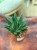 Gasteria Apollo sukulent (5).jpeg