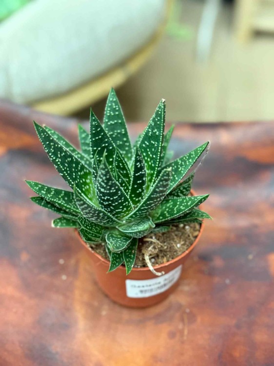 Gasteria Apollo sukulent (5).jpeg