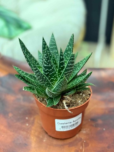 Gasteria Apollo sukulent (1).jpeg
