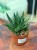 Gasteria Apollo sukulent (1).jpeg