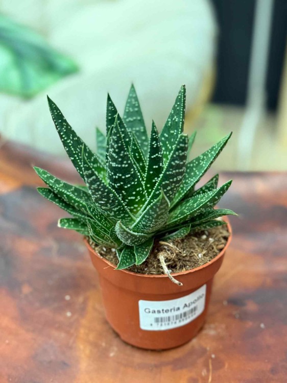 Gasteria Apollo sukulent (1).jpeg