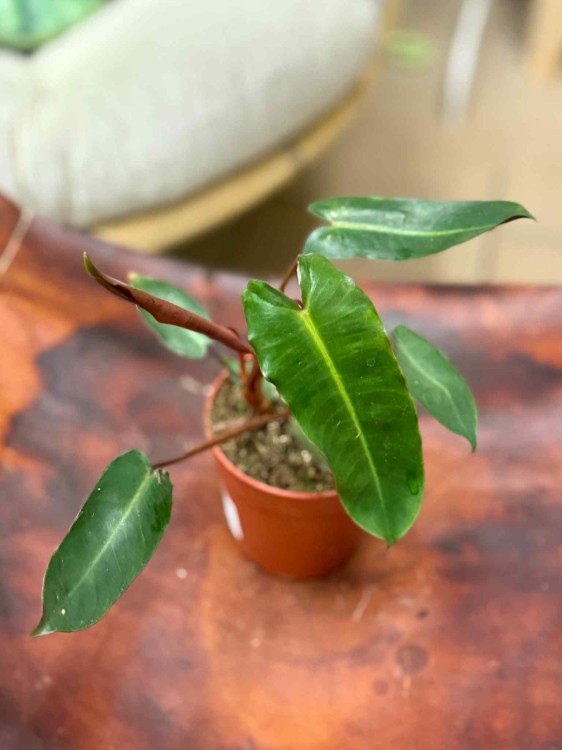 Philodendron Billietiae x Atabapoense (2).jpeg