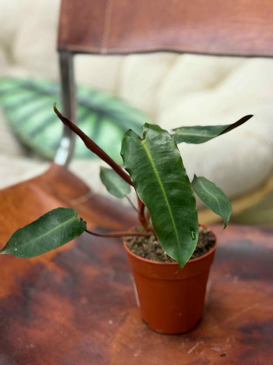 Philodendron Billietiae x Atabapoense (3).jpeg