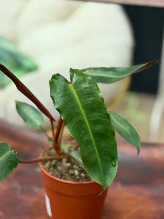 Philodendron Billietiae x Atabapoense (1).jpeg
