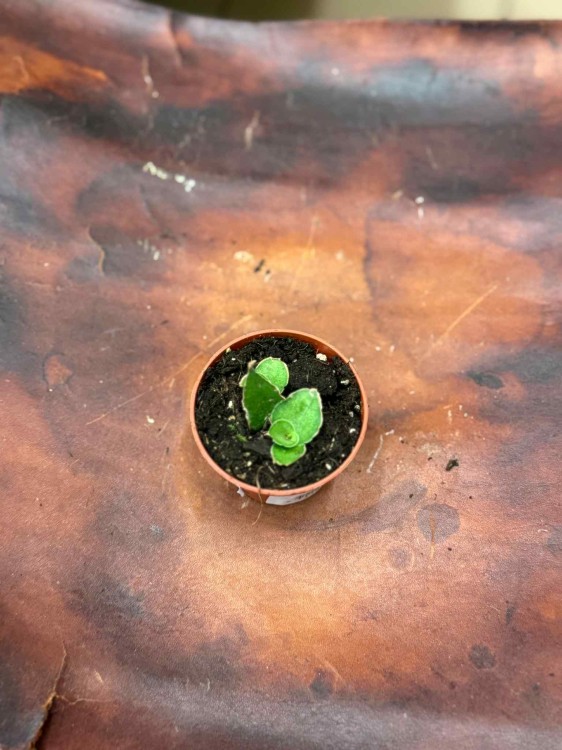 Sansevieria Tower Gray (4).jpeg