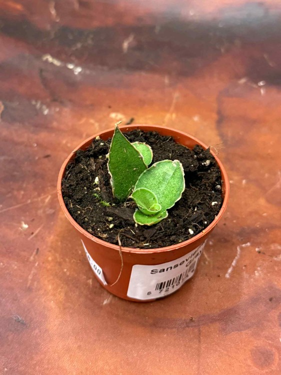 Sansevieria Tower Gray (5).jpeg