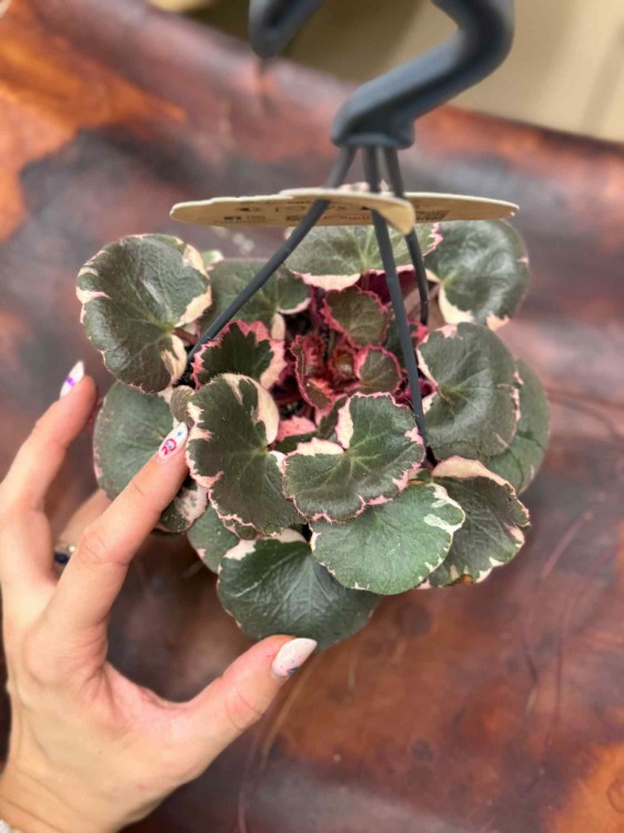 skalnica różowa rozłogowa tricolor saxifraga stolonifera