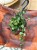 Starzec  Senecio mikanioides (2).jpeg