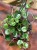 Starzec  Senecio mikanioides (4).jpeg