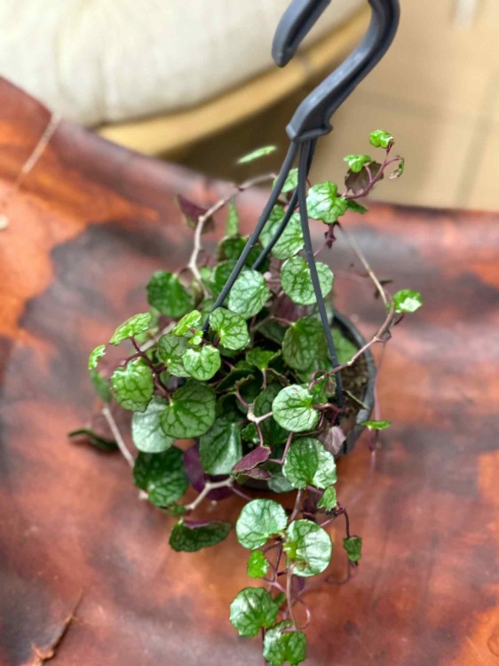 Starzec  Senecio mikanioides (1).jpeg