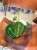 Anthurium Forgetii x Nigrolaminum (2).jpeg